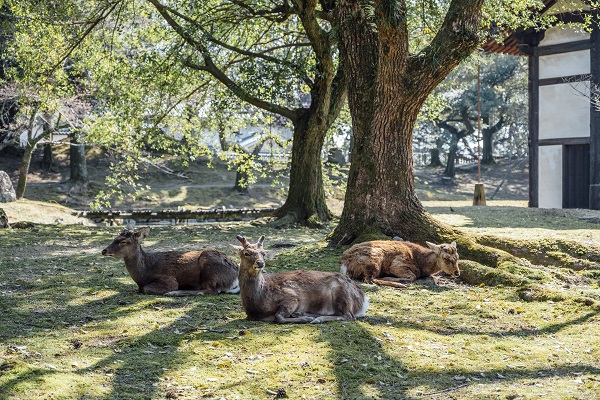 Der Berliner Tierpark 