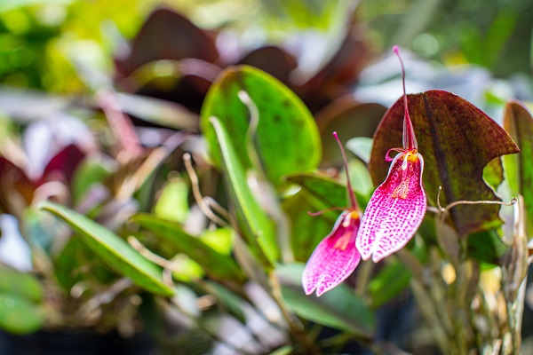 Der Botanische Garten Berlin